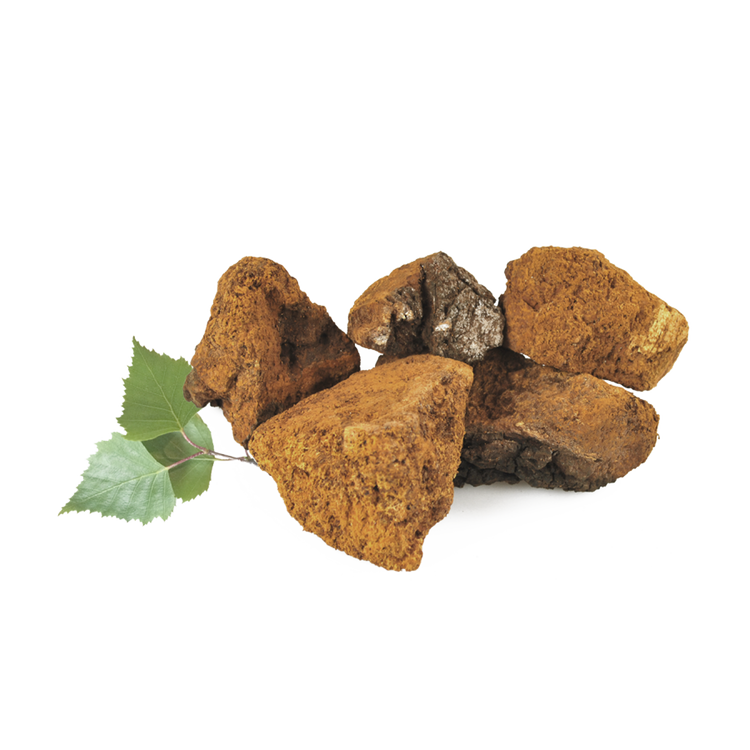 Chaga