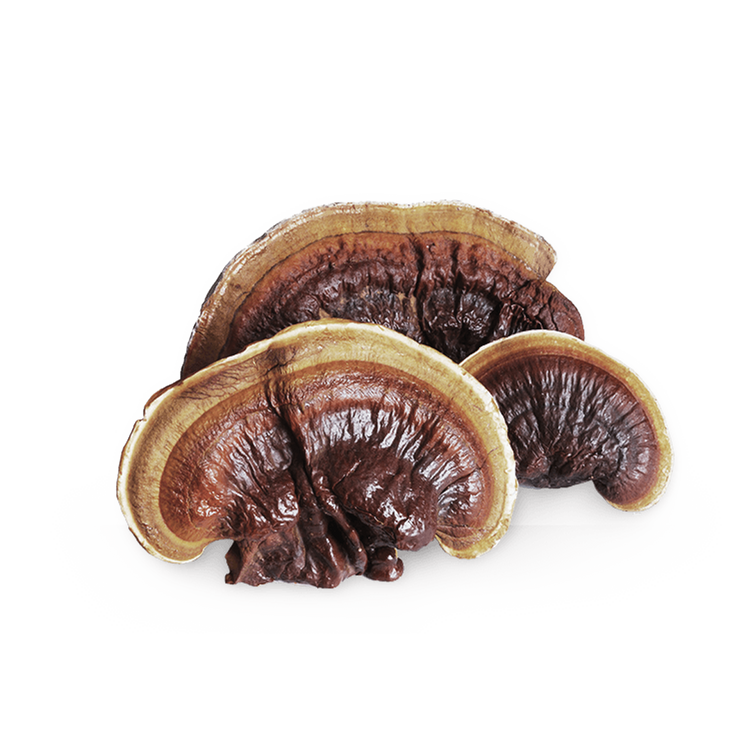 Reishi