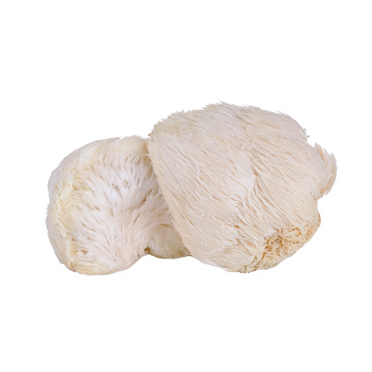 Lion’s Mane